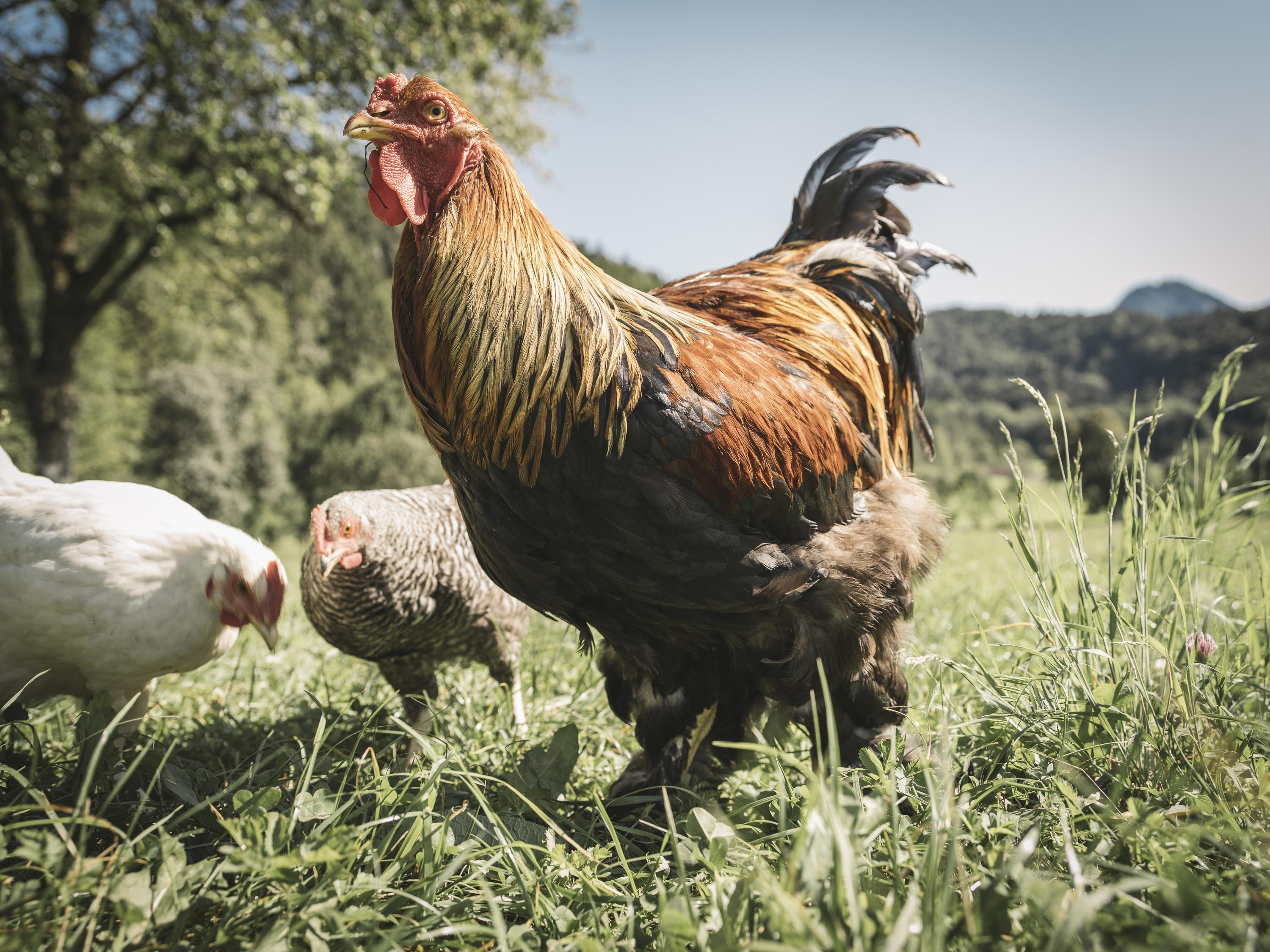 FOTO: Stefan Leitner