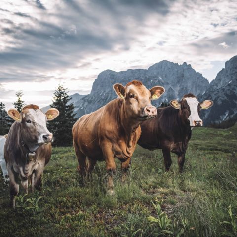 Das Jungvieh verbringt den Sommer auf der Alm.