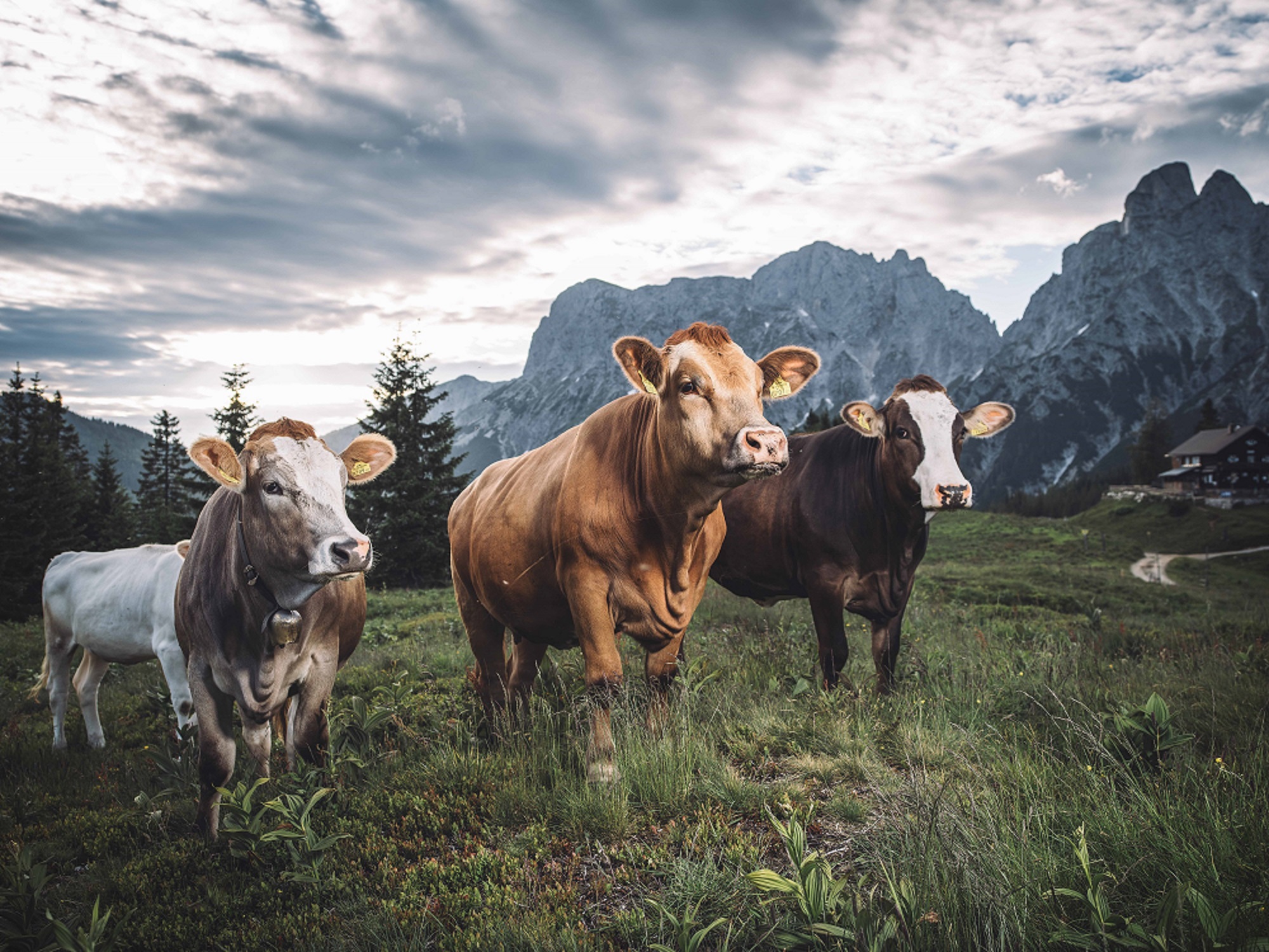 Das Jungvieh verbringt den Sommer auf der Alm.